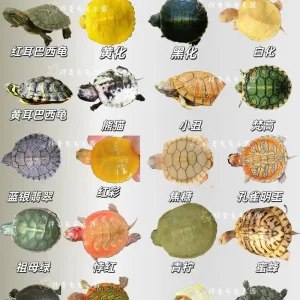 u=874787731,520135941&fm=253&fmt=auto&app=138&f=JPEG Small pets